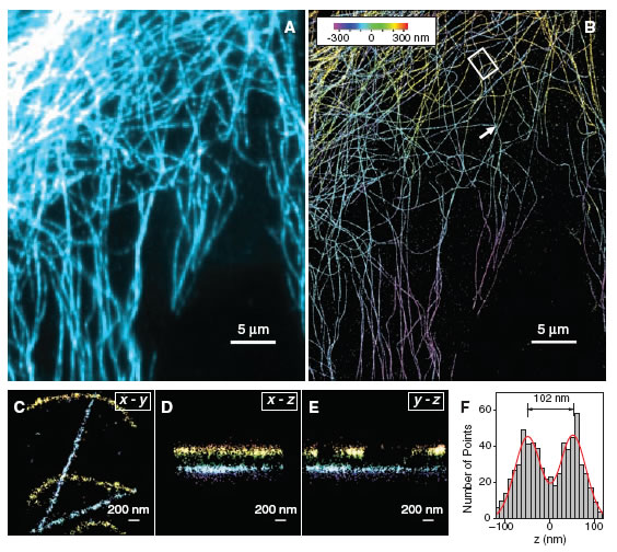 STORM 3D cytoskeleton